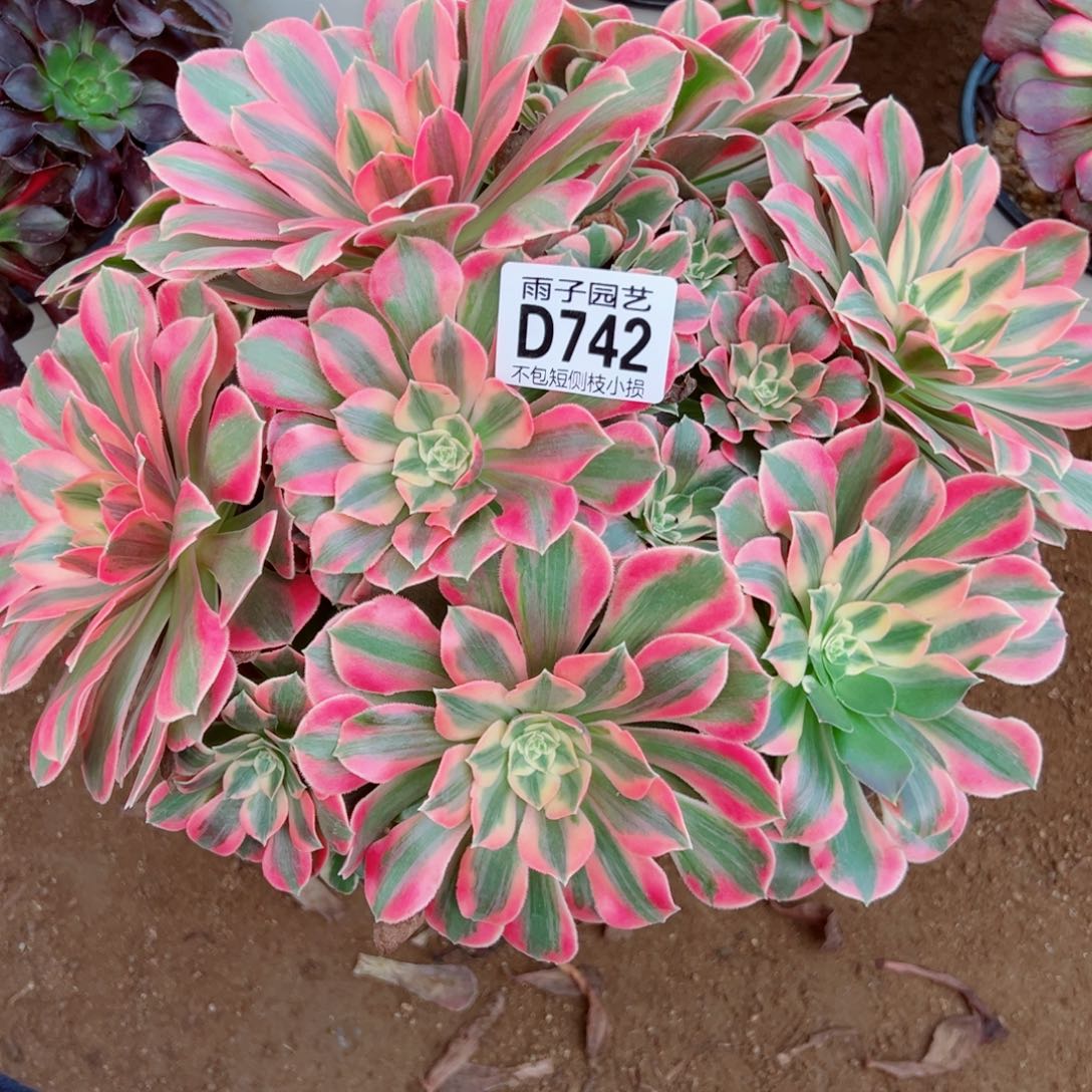 742女妖雨子多肉植物