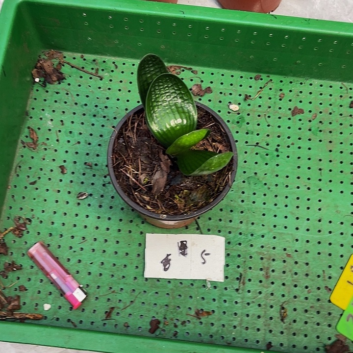 完全开放油麻微短