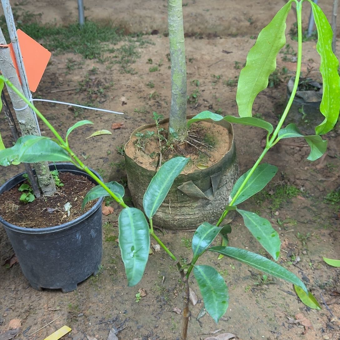 用****当前无花栽培后可以开花山竹