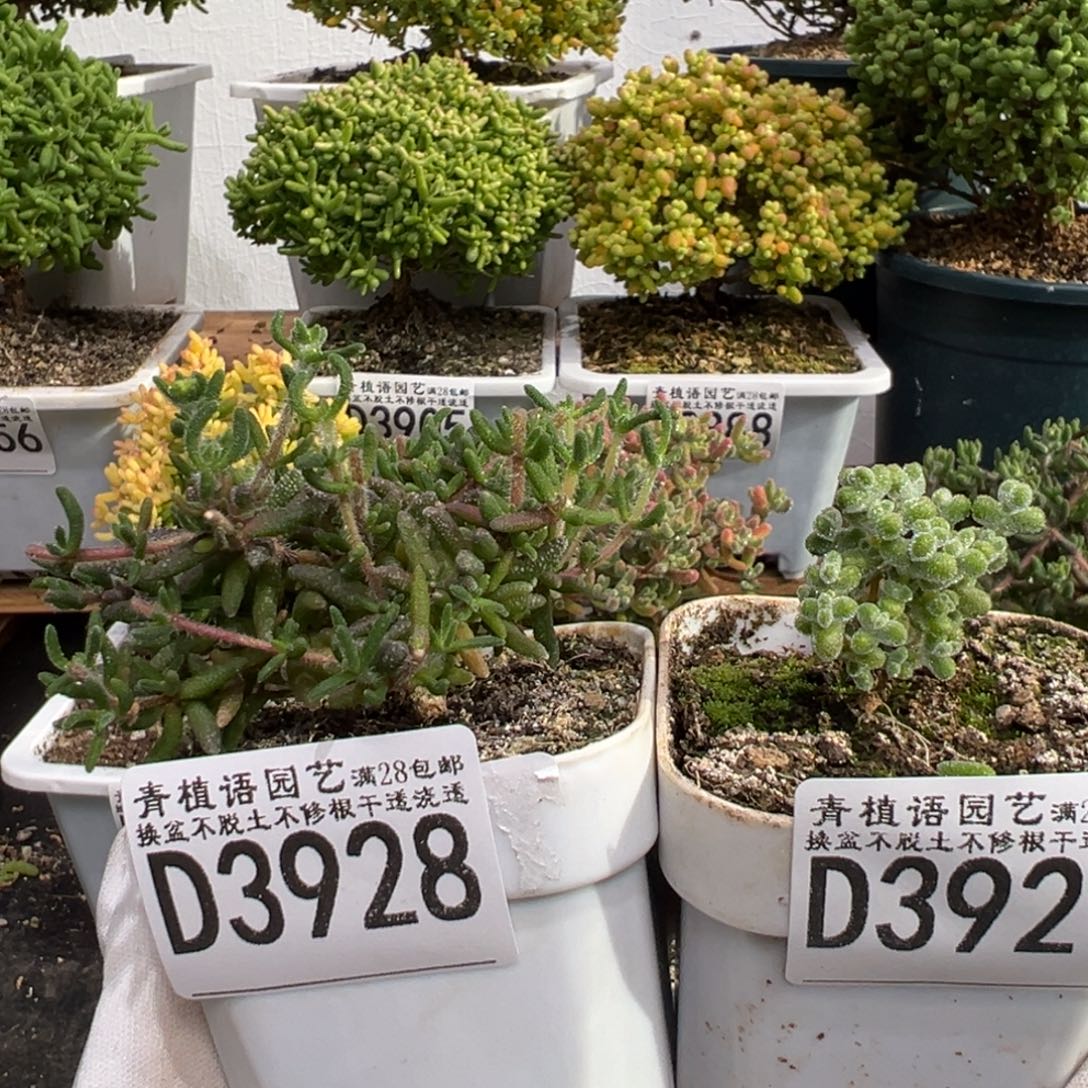 D3928狐尾 D3929超级莱斯