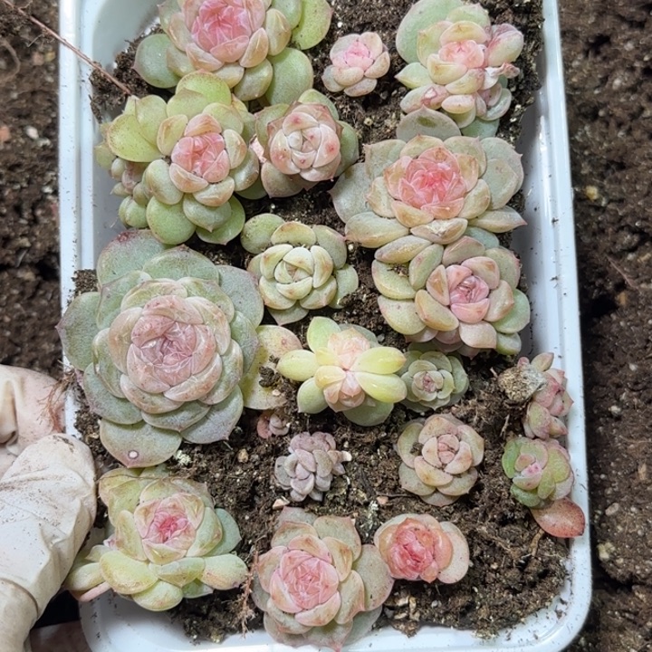 89号王者系列多肉一盒