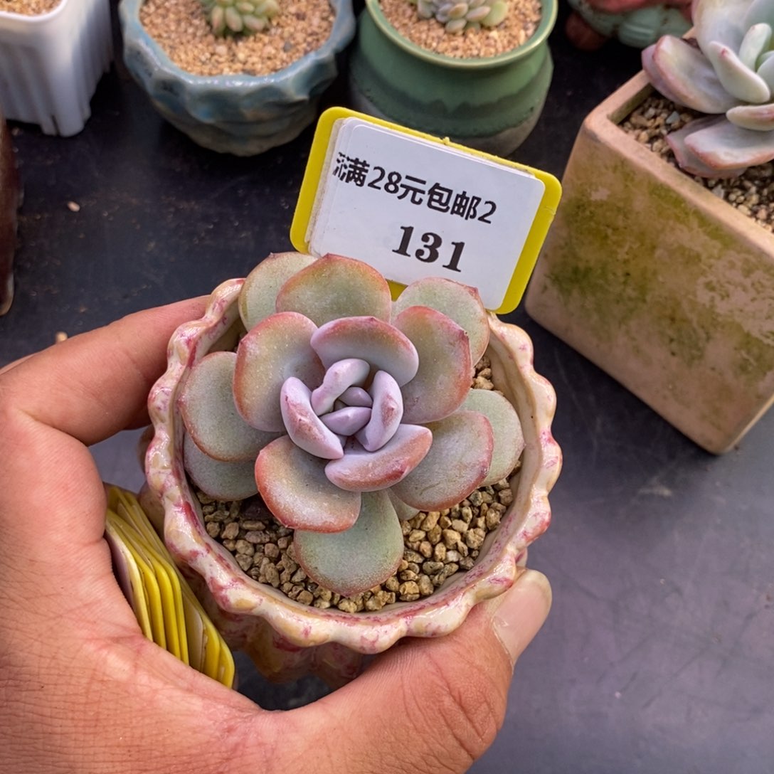 2131奶茶多肉植物保护