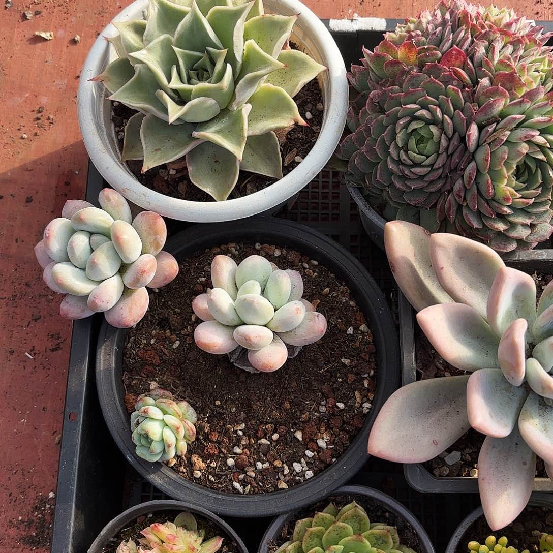 多肉植物空拍332号