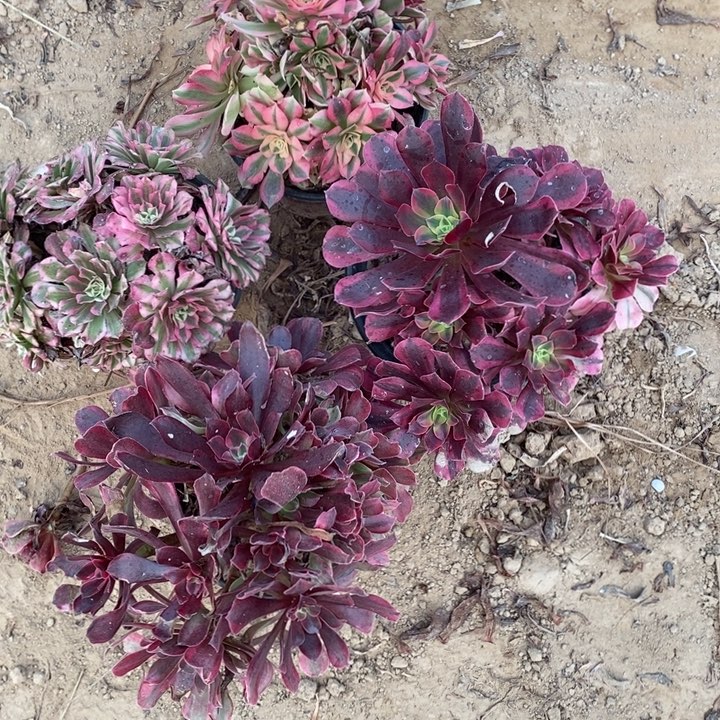 完全开放636组合套餐多多肉植物