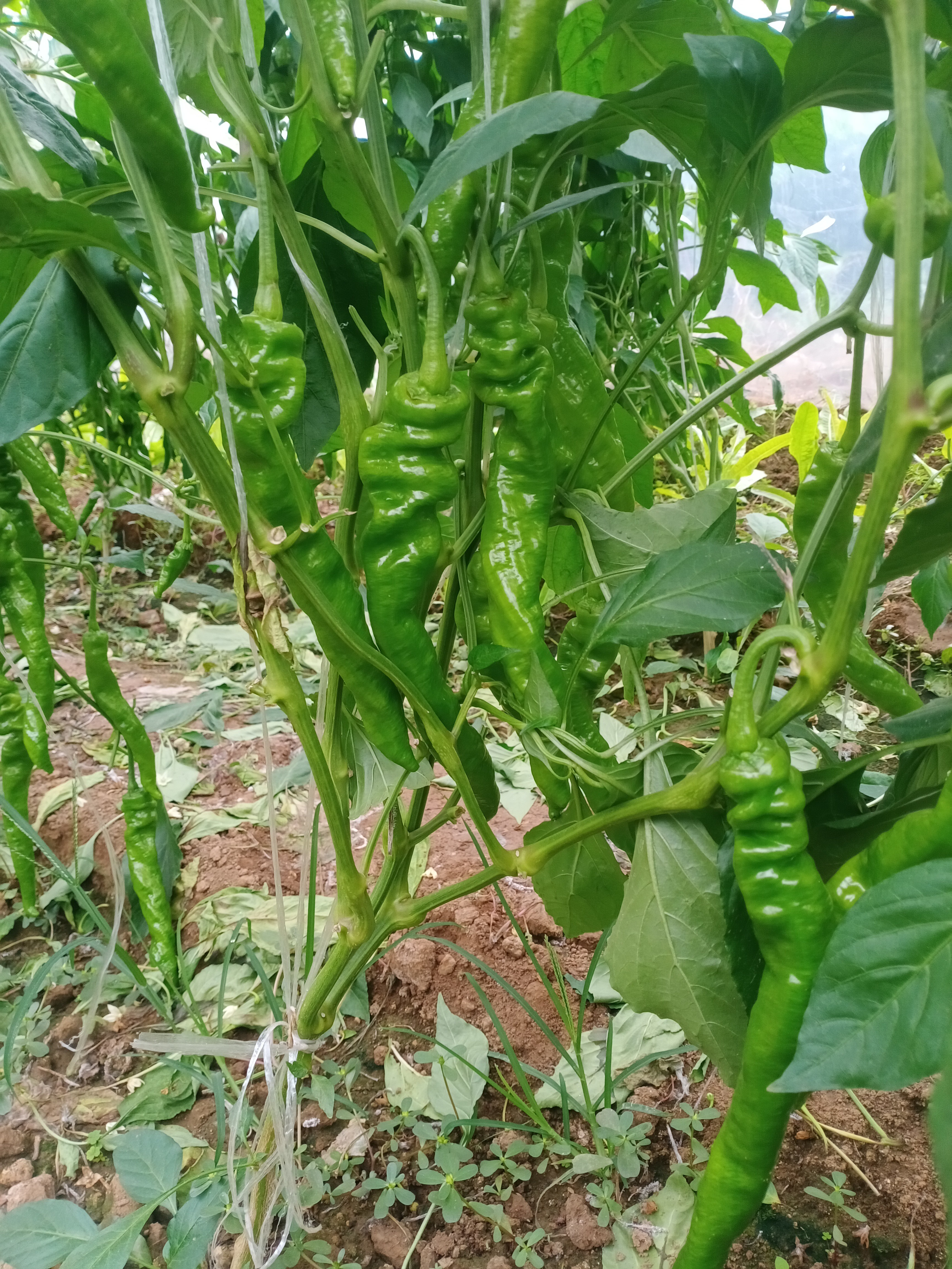 兰陵现摘现发中辣螺丝椒辣