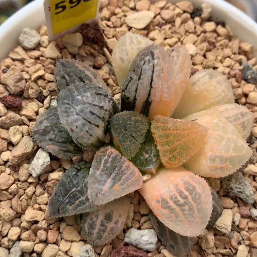 【闪购商品】598具味城