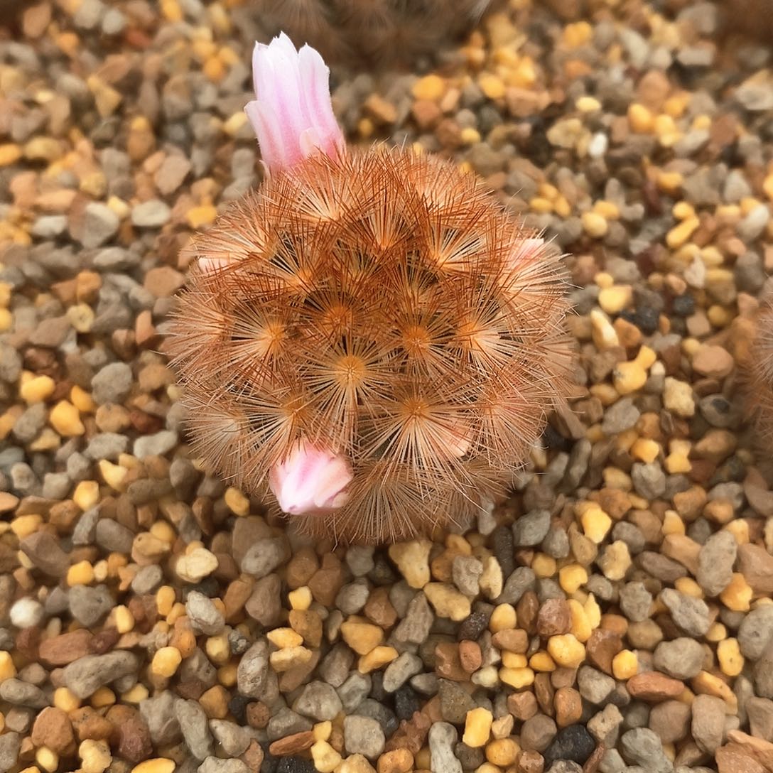 佛头嘉文侧芽自根3.2公分