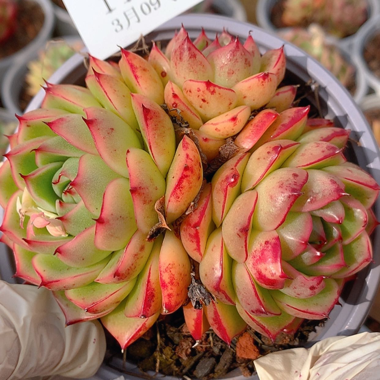 【闪购商品】云1116