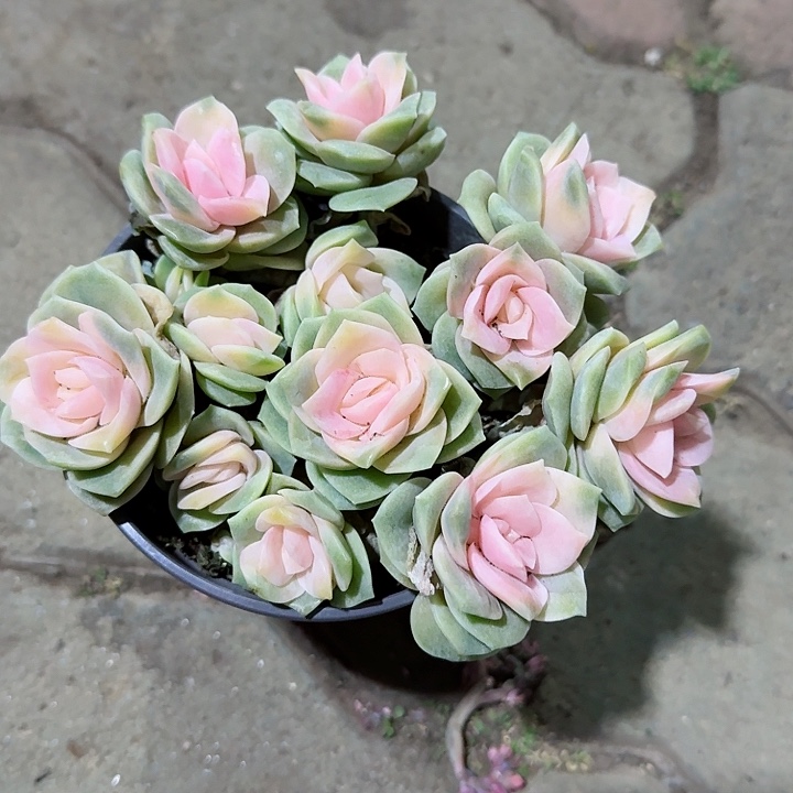 可爱玫瑰锦一号多肉