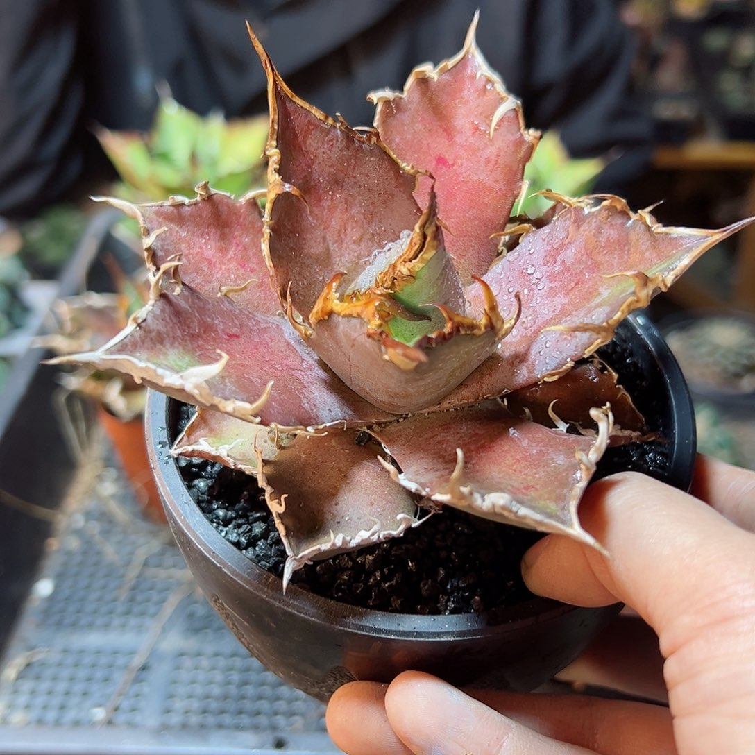 凯撒精控9公分脱土