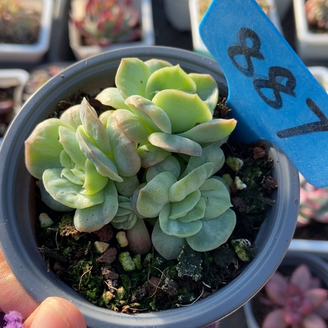 887泡泡纱多肉植物