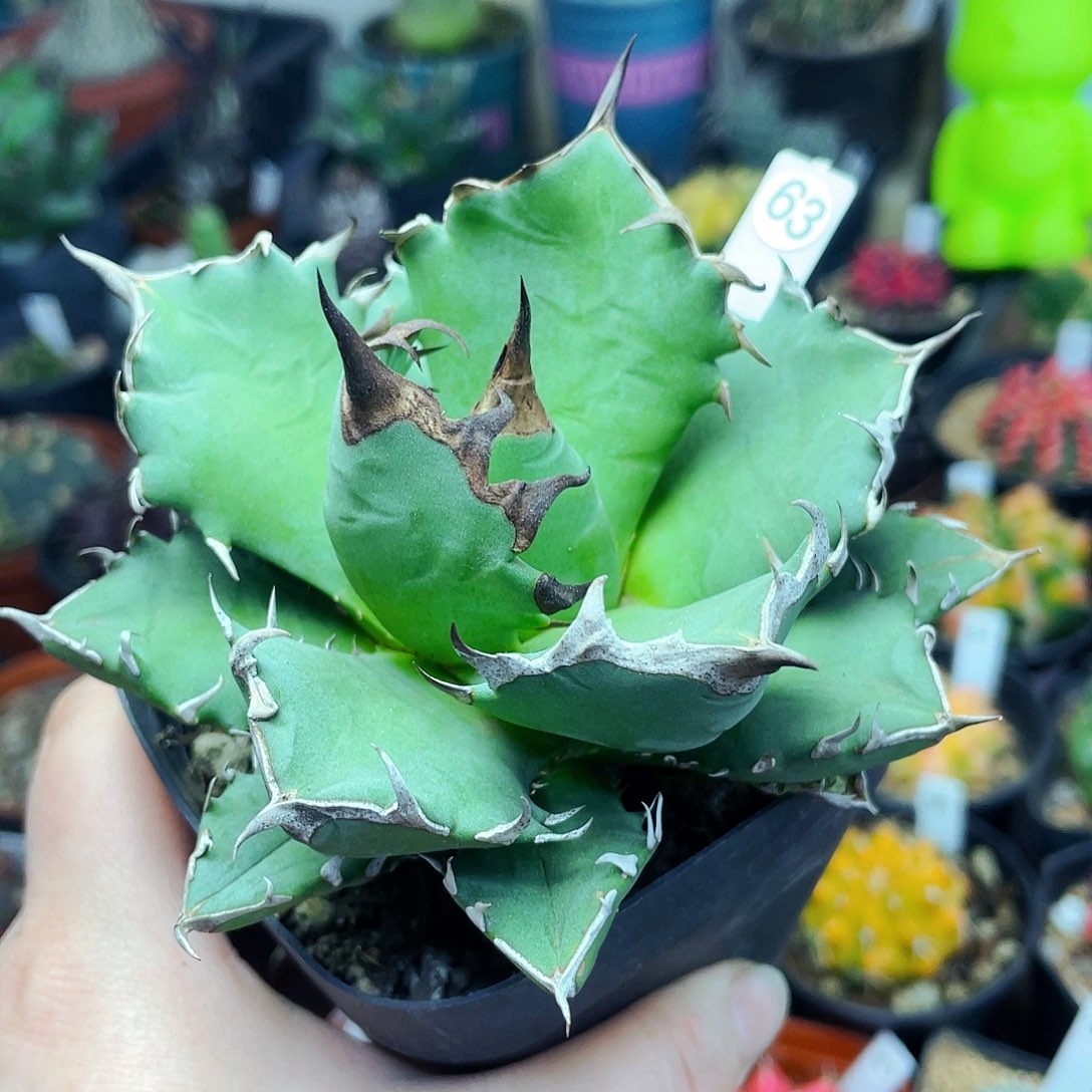 小***画非偏远地区25包邮仙人球