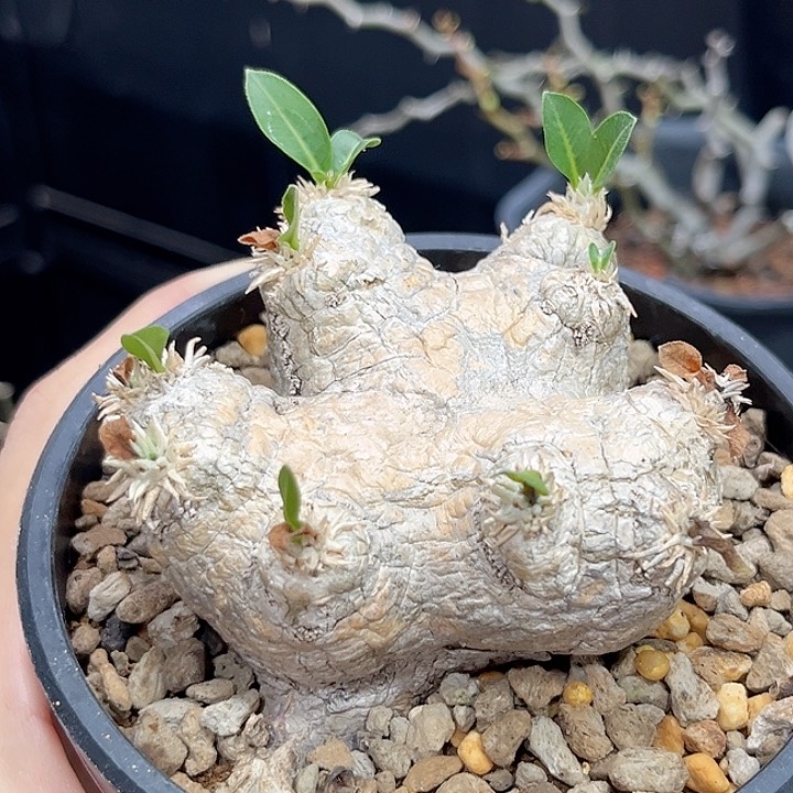 1惠比须笑哈哈哈哈哈哈