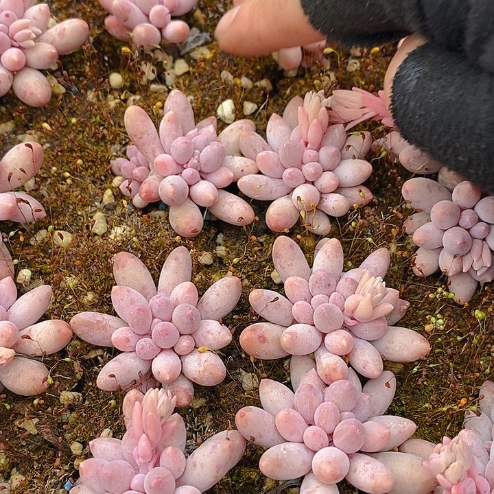 302 多肉植物盆栽花卉植物