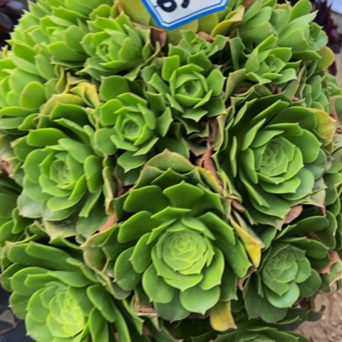 绿玫瑰朵朵多肉632多肉不包断
