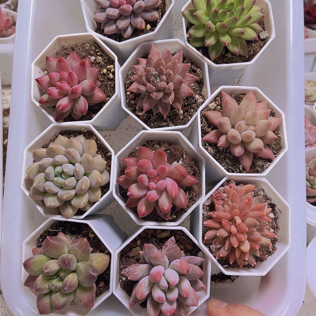 美人组合10盆八角盆