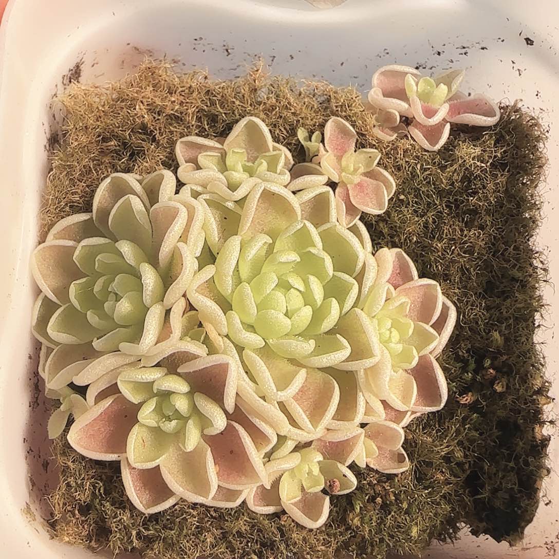 多肉1122-161捕虫堇