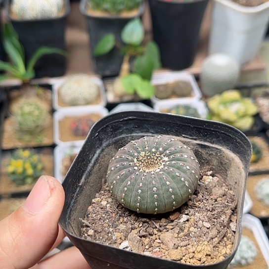 无花朵大型士童一颗