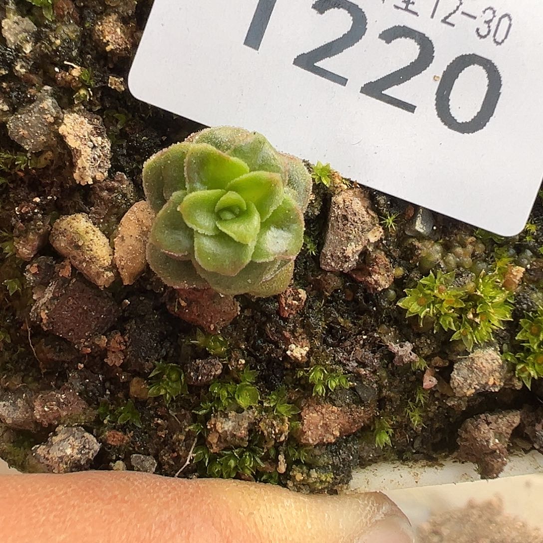 1***九糖糖220流绪微梦 多肉