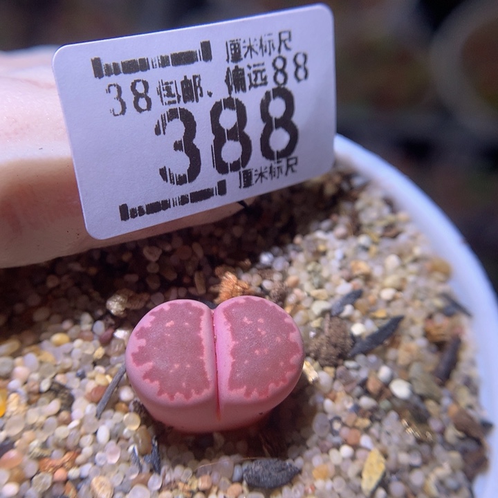 Sss精品生石花388