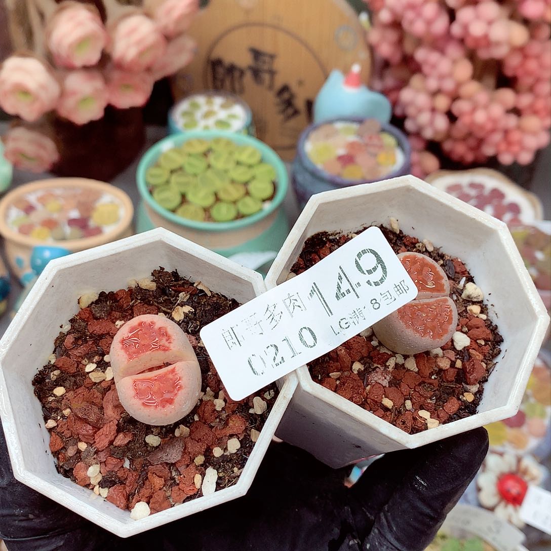 生石花满18包邮10-149