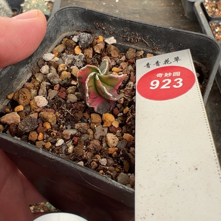 实生银沙鸾凤玉锦一棵仙人球