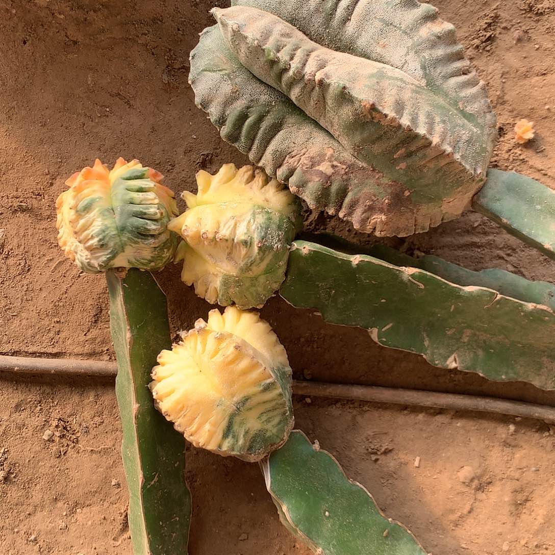 【闪购商品】枝***）四玉玉玉