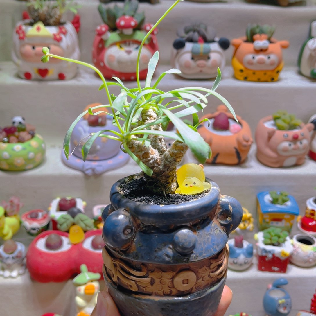 023刨花厚敦菊带盆土一套68