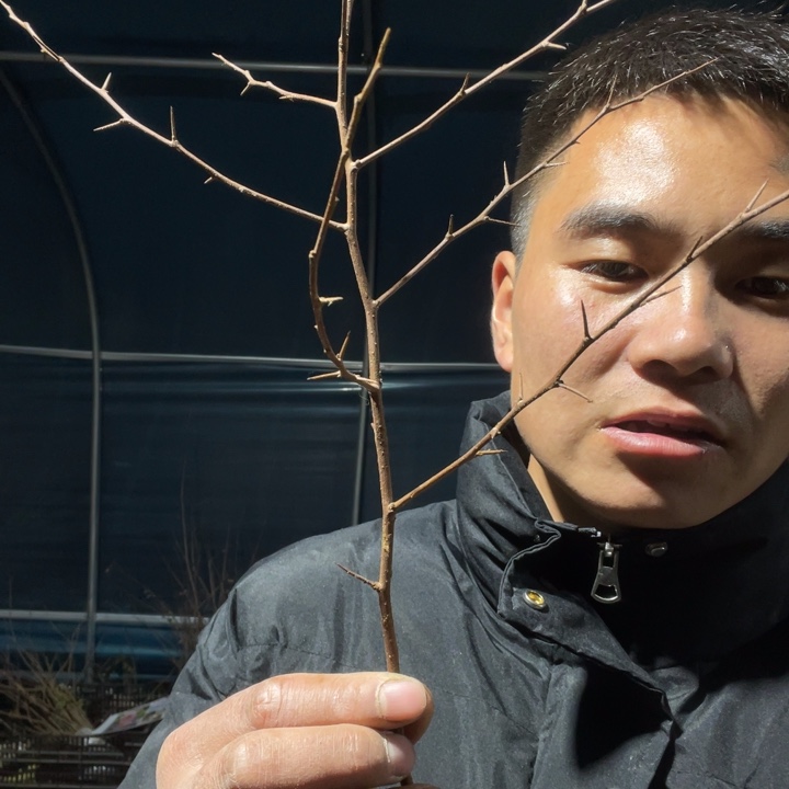 高岭锦，司牡丹，各一颗