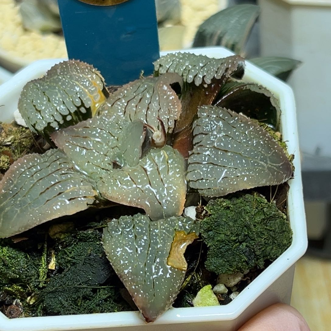 悲***柿恭喜发财大吉大利0093