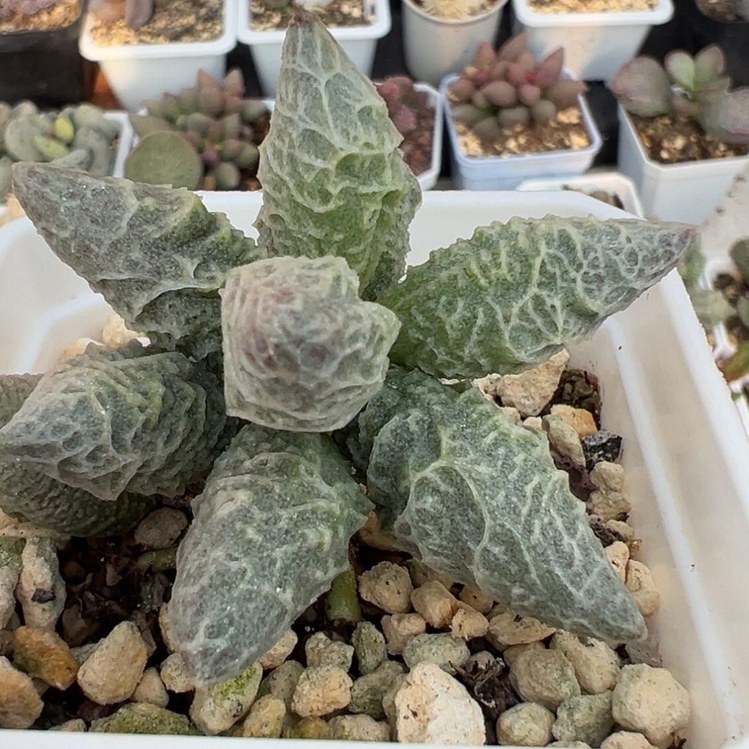 倒刺融化纹冰激凌老桩