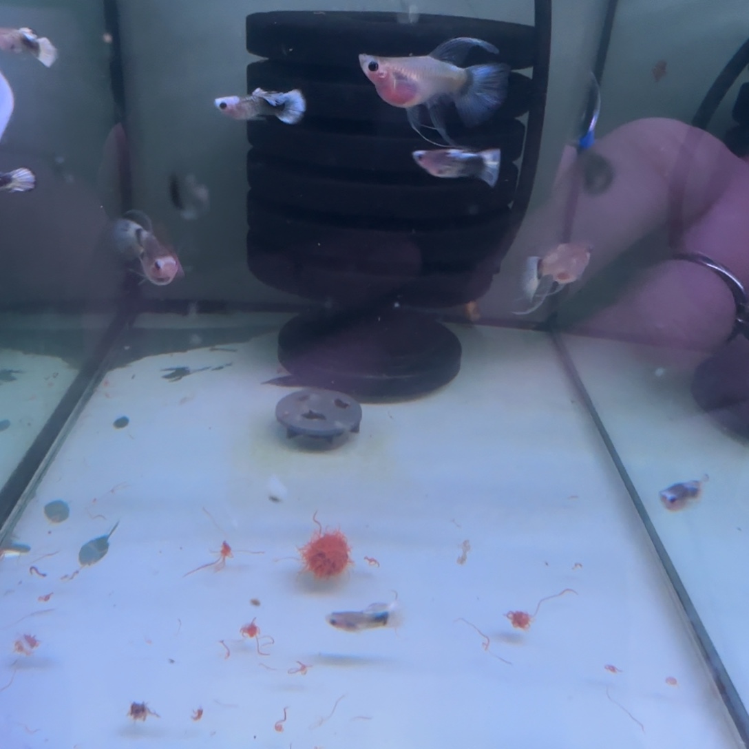 忘***秋孔雀鱼孔雀鱼蓝蛇纹三母五公