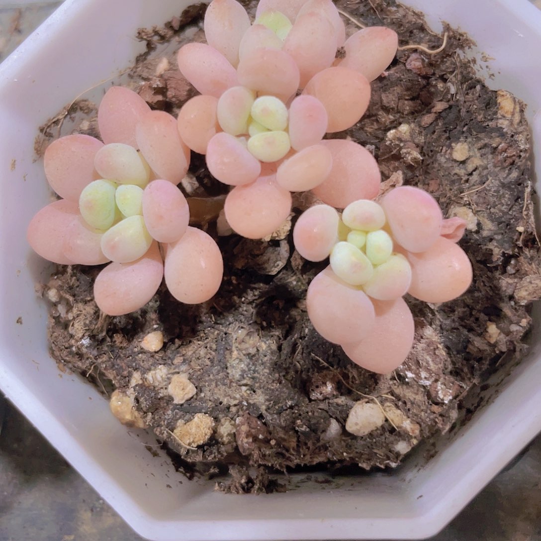 鱼子酱w059一物一拍