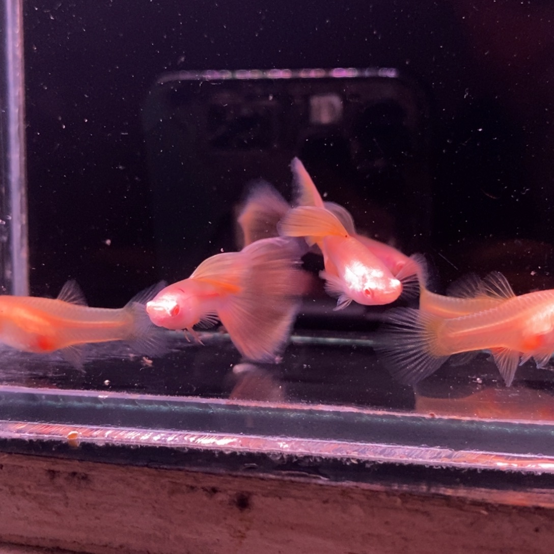 孔雀鱼金粉世家三对