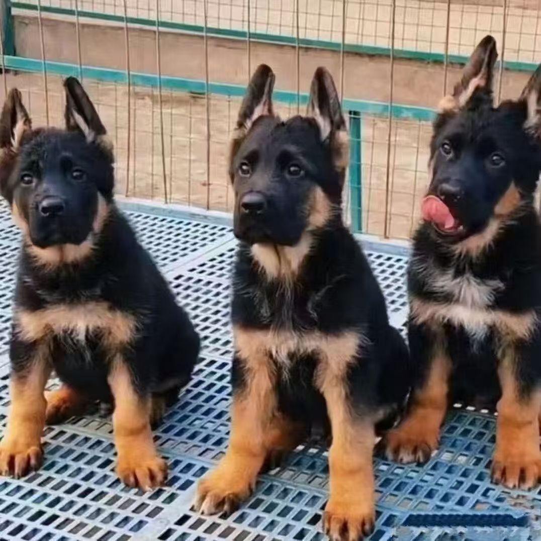 （星苑德牧）德国牧羊犬 宠物活体狗狗
