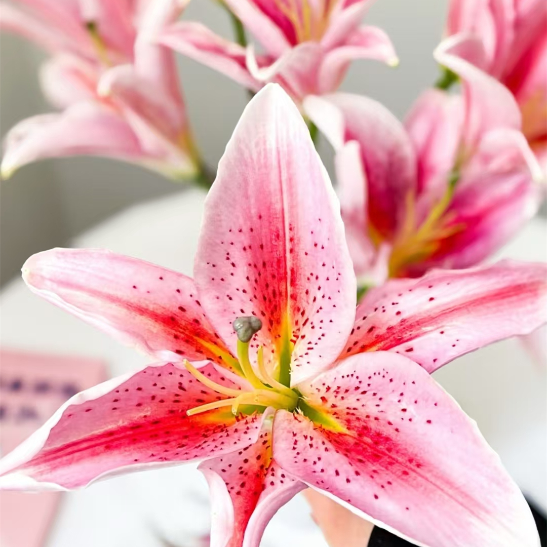 梯伯百合【粉色系单瓣百合】【零度以下不拍保温棉不售后】