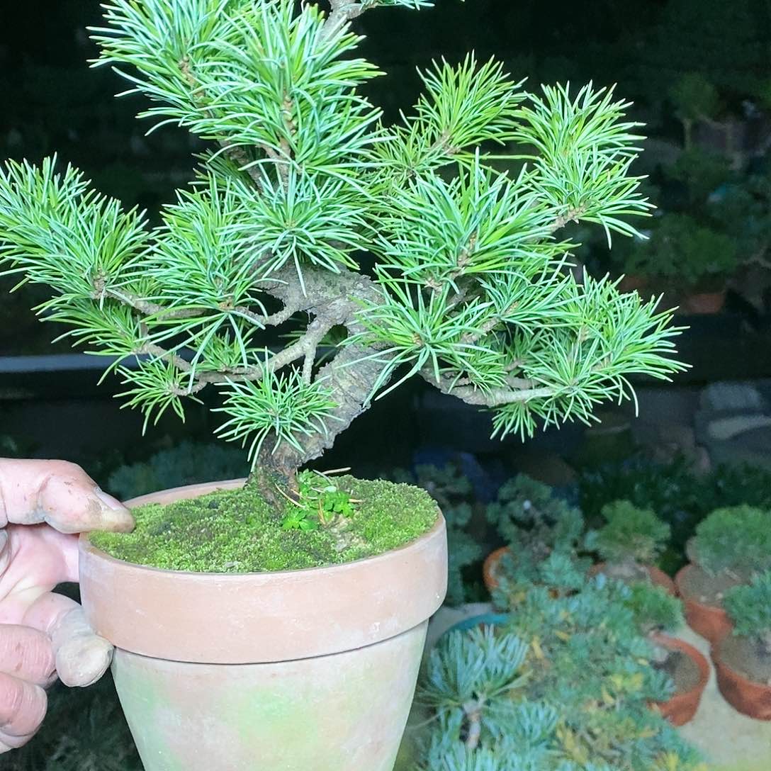 【闪购商品】无花朵看***破