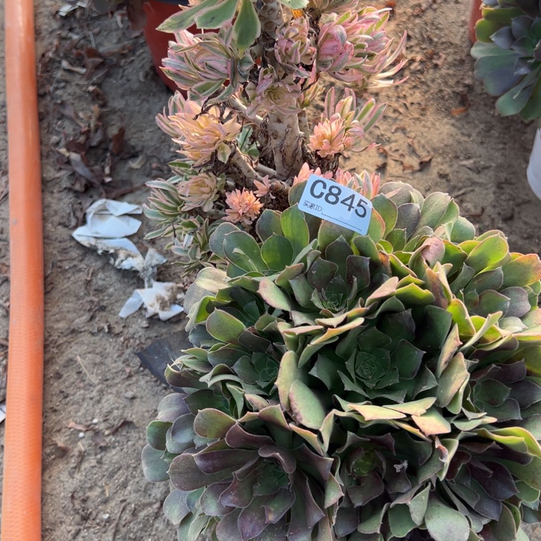 845两颗组合多肉植物法师