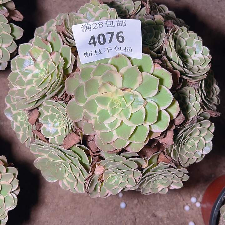 4076水蜜桃多肉植物