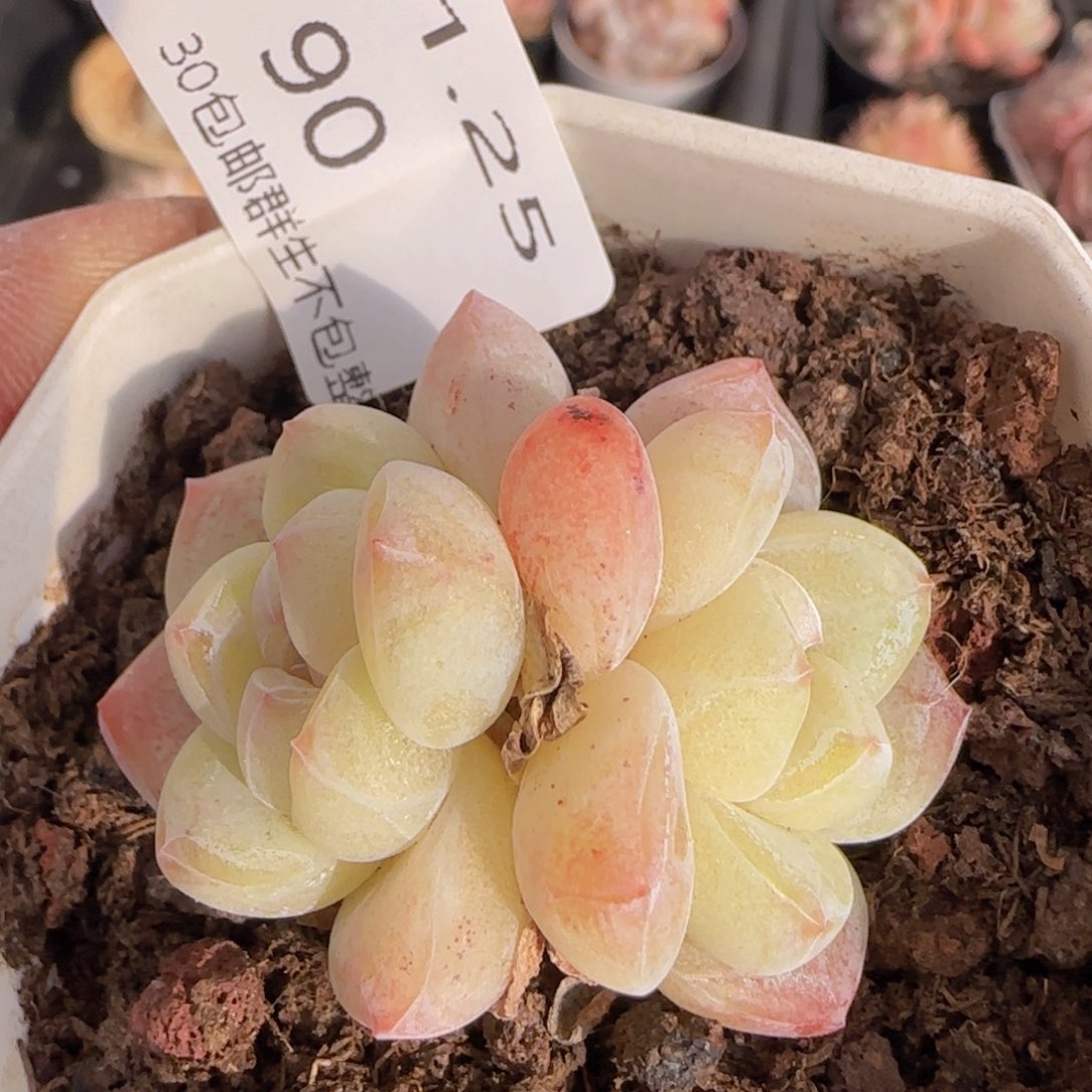 双头冰玉一颗脱土发货