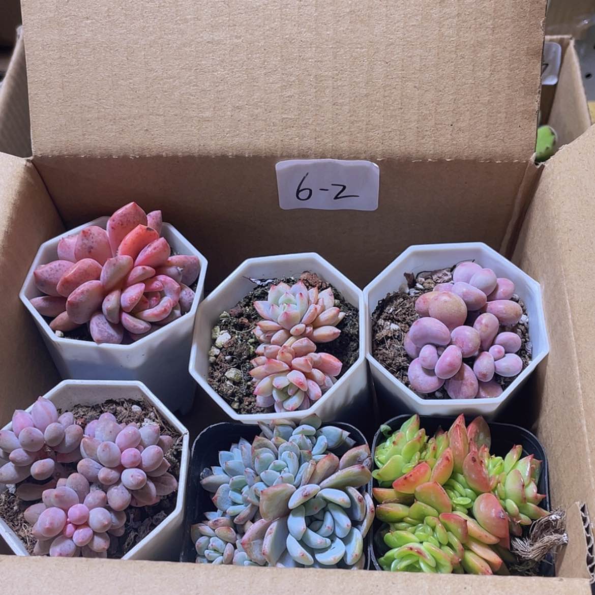 【闪购商品】6颗-2