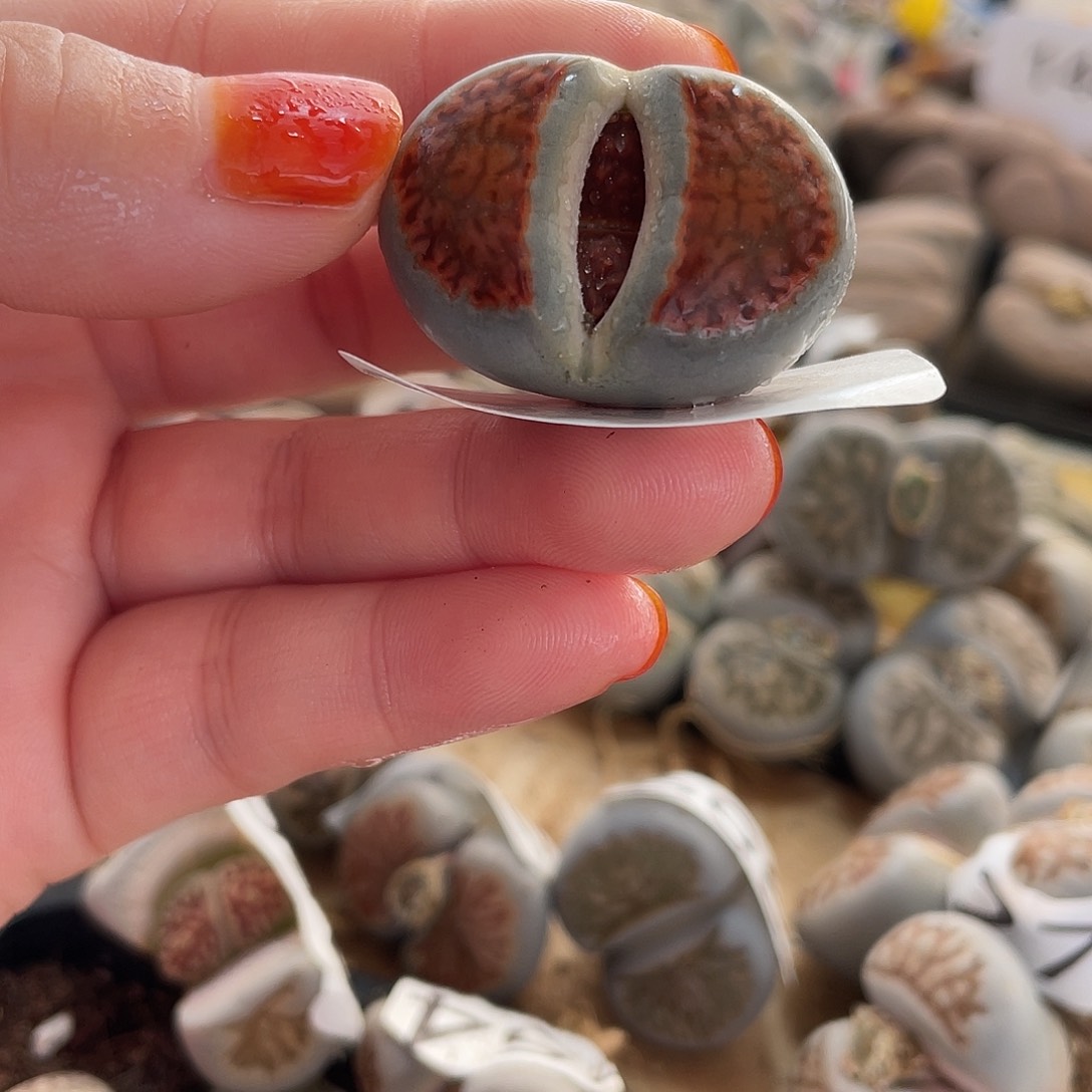 生石花一颗冰橙312