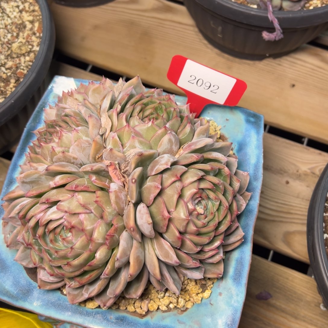 Z*Y2092肉多哦多哦多哦