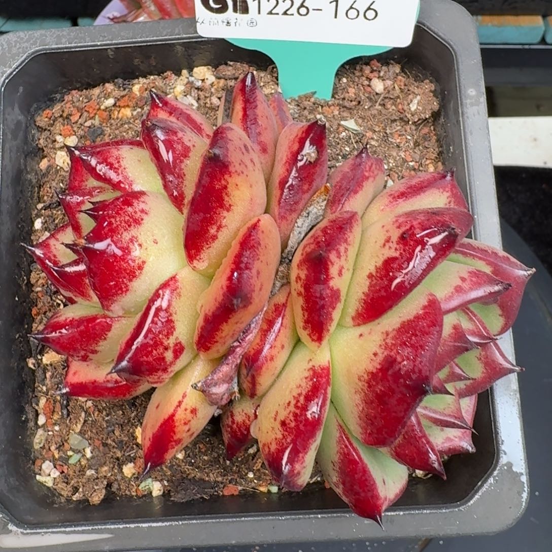 从前慢多肉精选编号1226.166