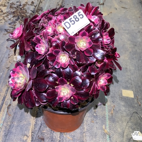 美杜莎多肉植物法师不包损弯杆