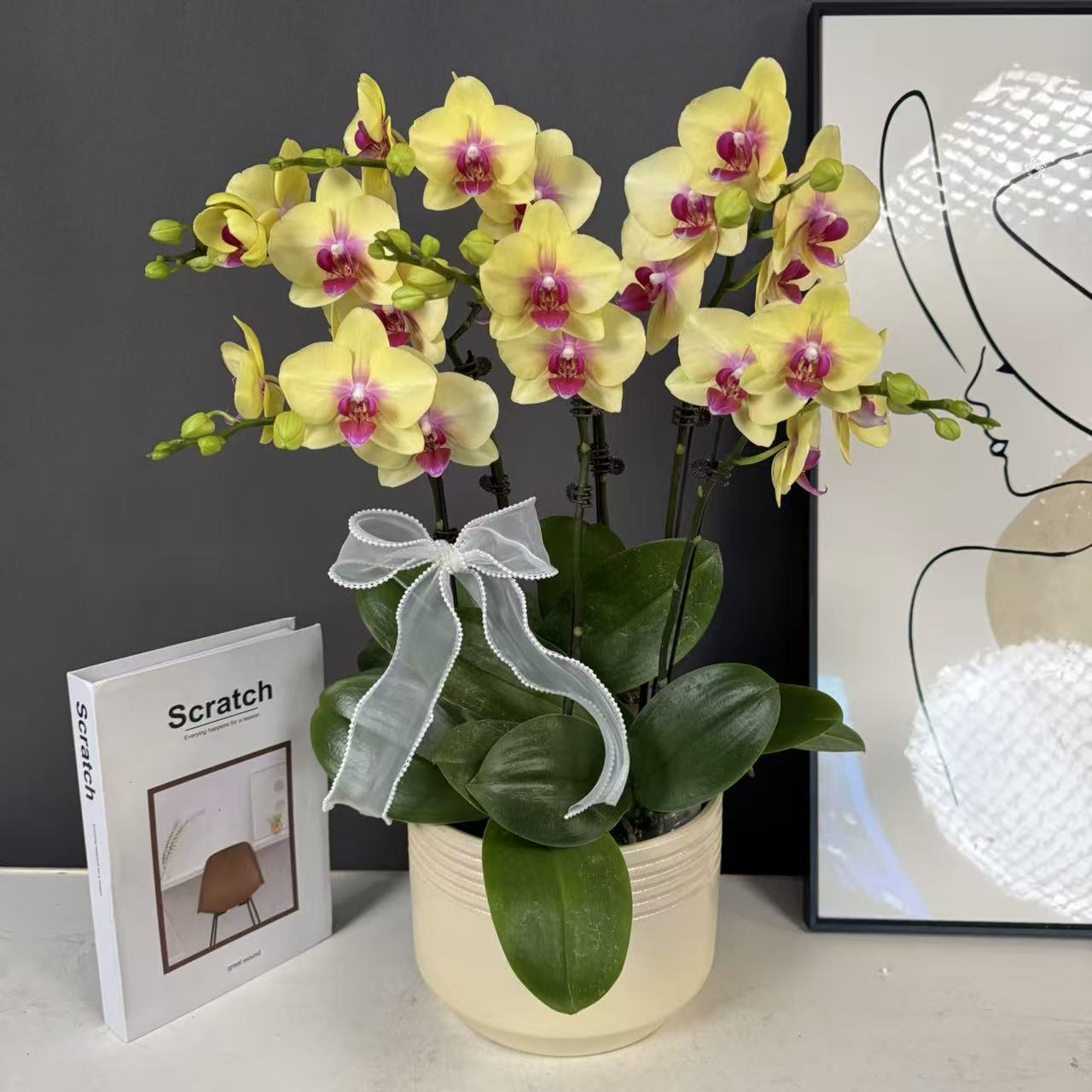 【朝日】 欧品黄花粉红芯蝴蝶兰蜡质花花量大耐开耐摆唯美