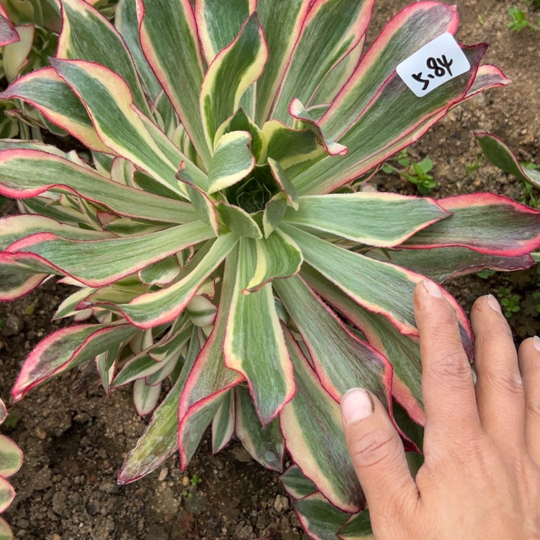 84魅影多肉多肉多肉