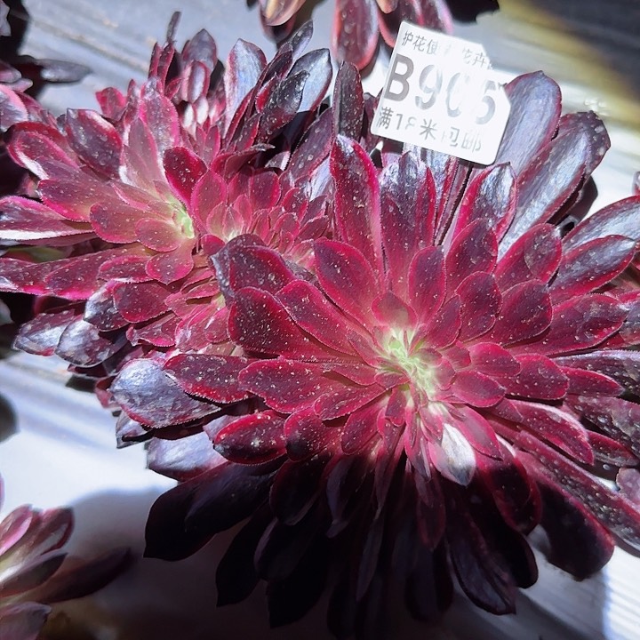 多肉法师锦细化朵朵