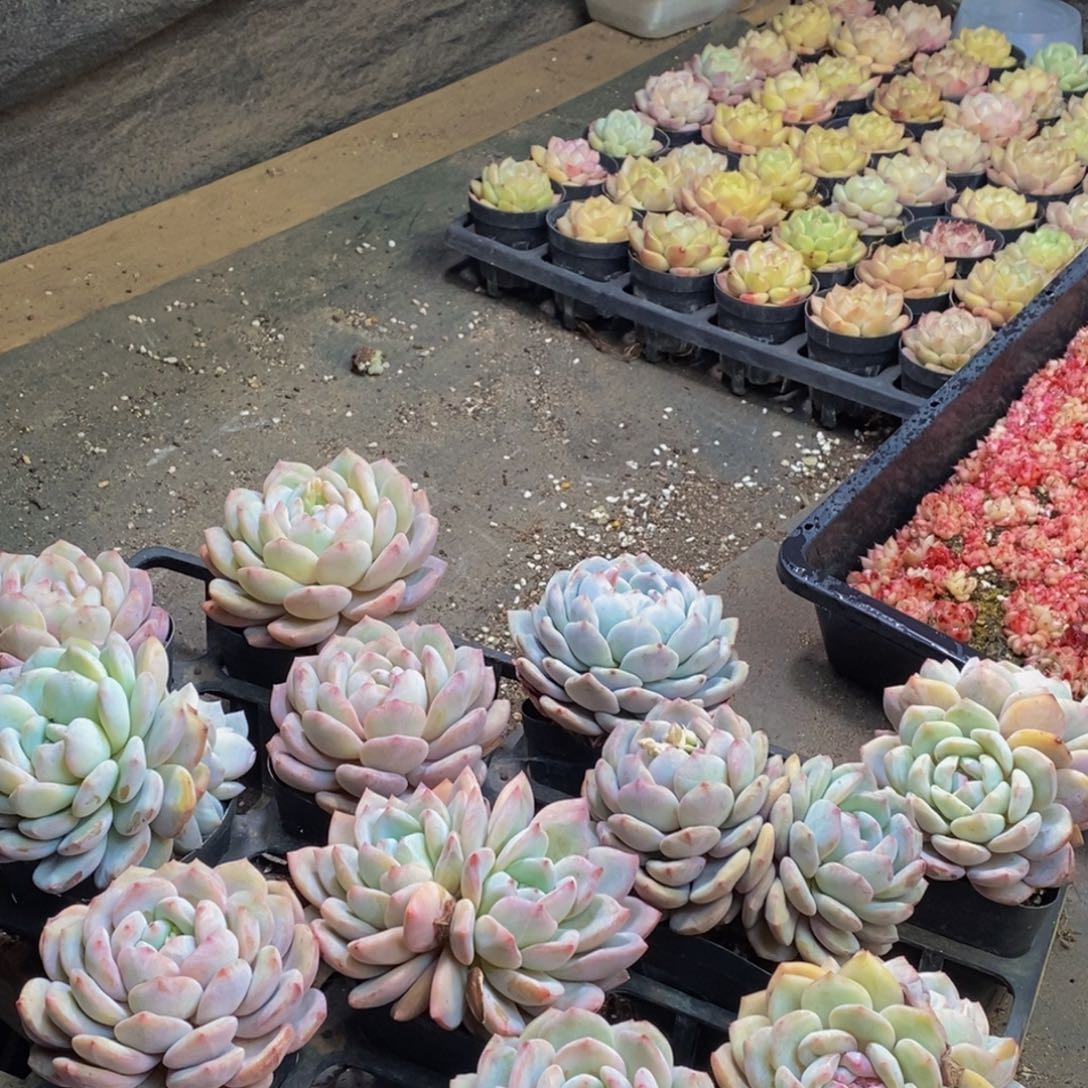 186多肉植物保护研究所所长助理