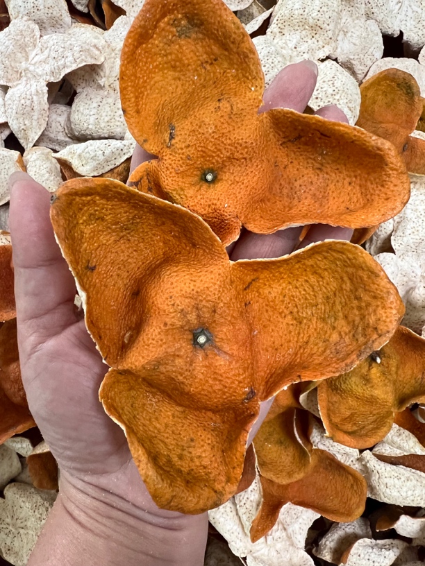 【圈枝冬后】新会陈皮自然生晒茶坑圈枝冬至大红皮口感甜香老树陈皮